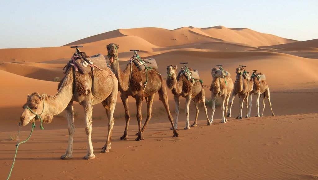 صحراء جزيرة العرب